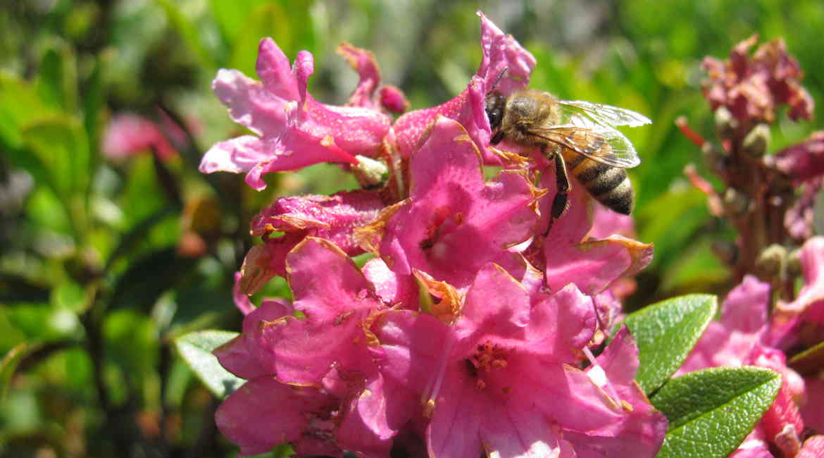 1.Rododendro