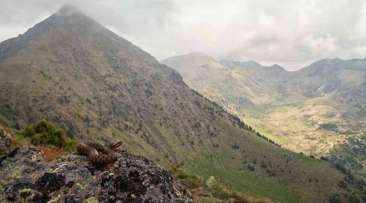 La Vipera E Cima Ziolera