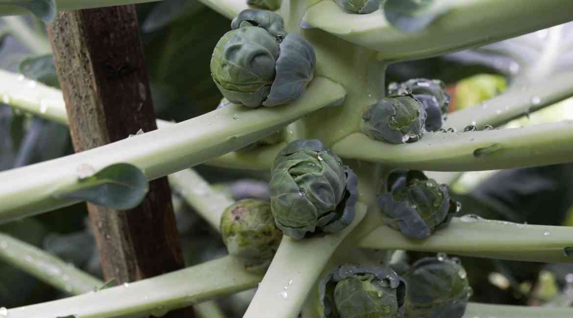 1. GENNAIO PERLE DELL'orto Irene Pasqualini