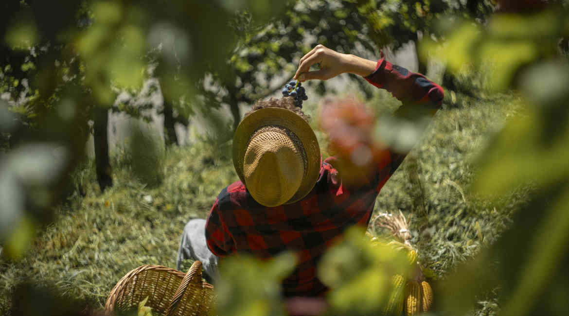 5. MAGGIO DEGUSTAZIONE A KM 0 Francesco Masina