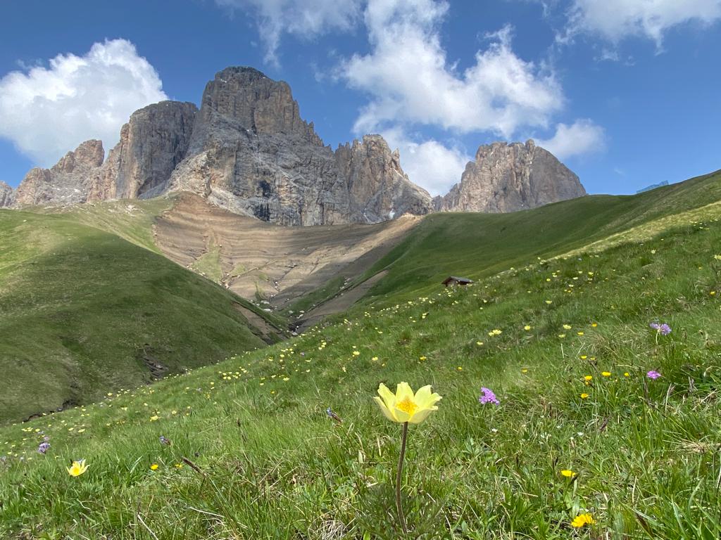 DIETRE CARLA - fiori e cielo sul Col Rodella 