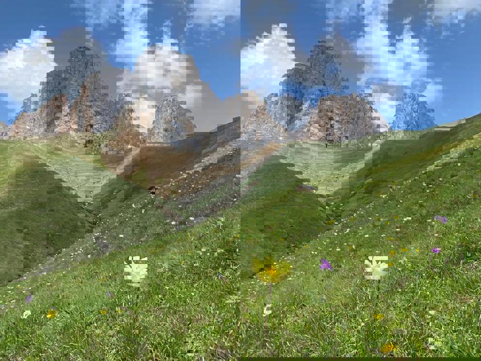 DIETRE CARLA - fiori e cielo sul Col Rodella 