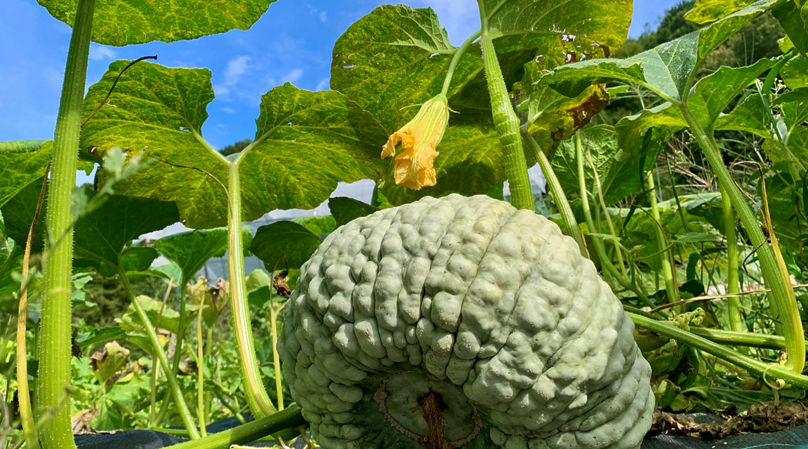 Screenshot 2025 12 01 145417