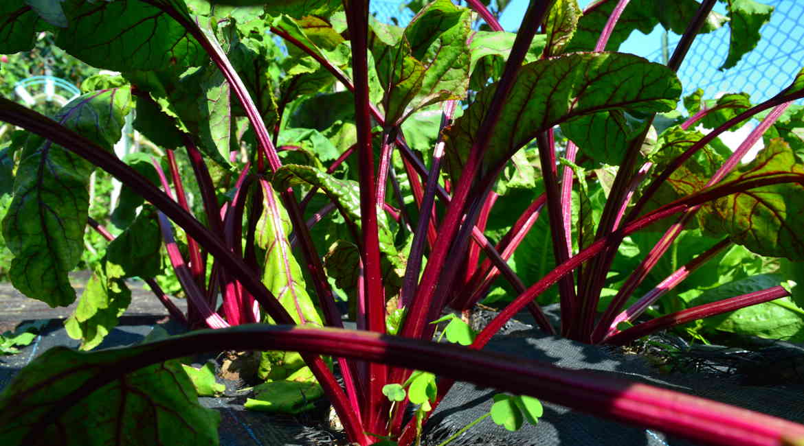 4. APRILE INTRECCI DI RAPE Annamaria Schmid