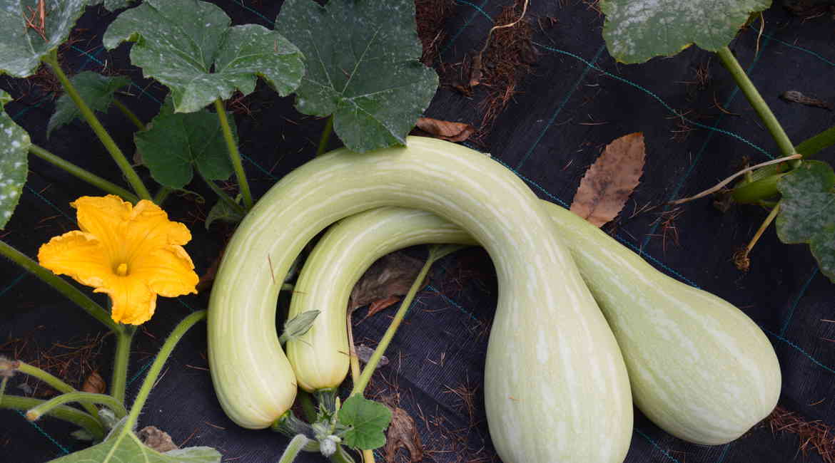 3. MARZO NATURA 'VIVA' Cristina Regensburger