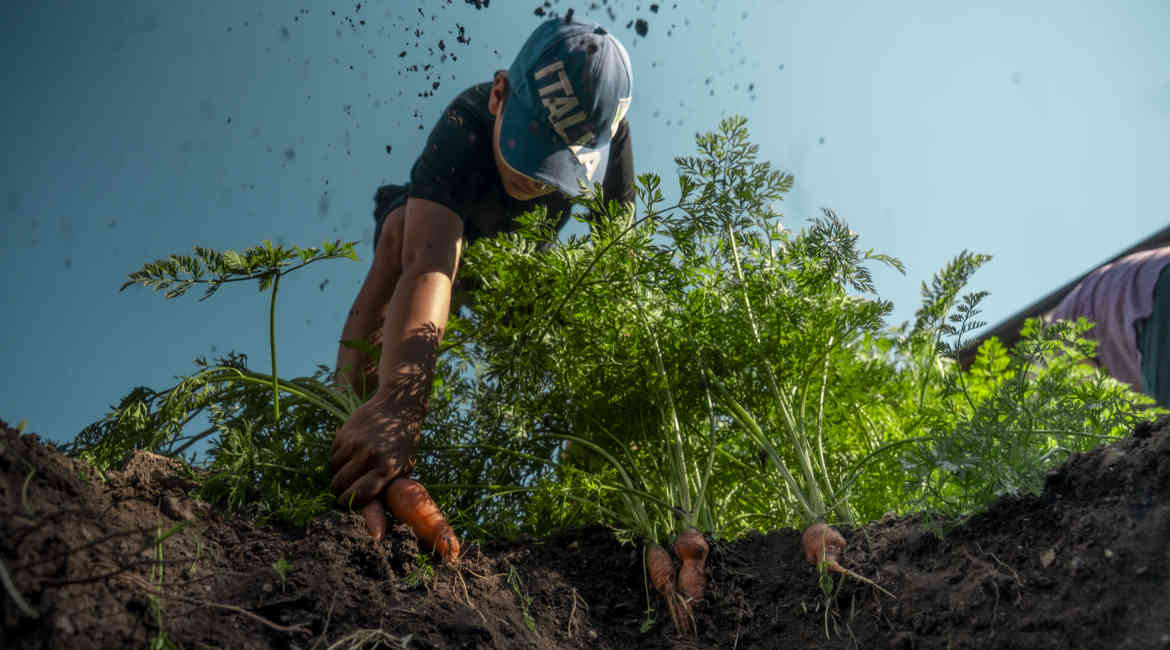 7. LUGLIO ORTI ITALIANI Alessandro Masina