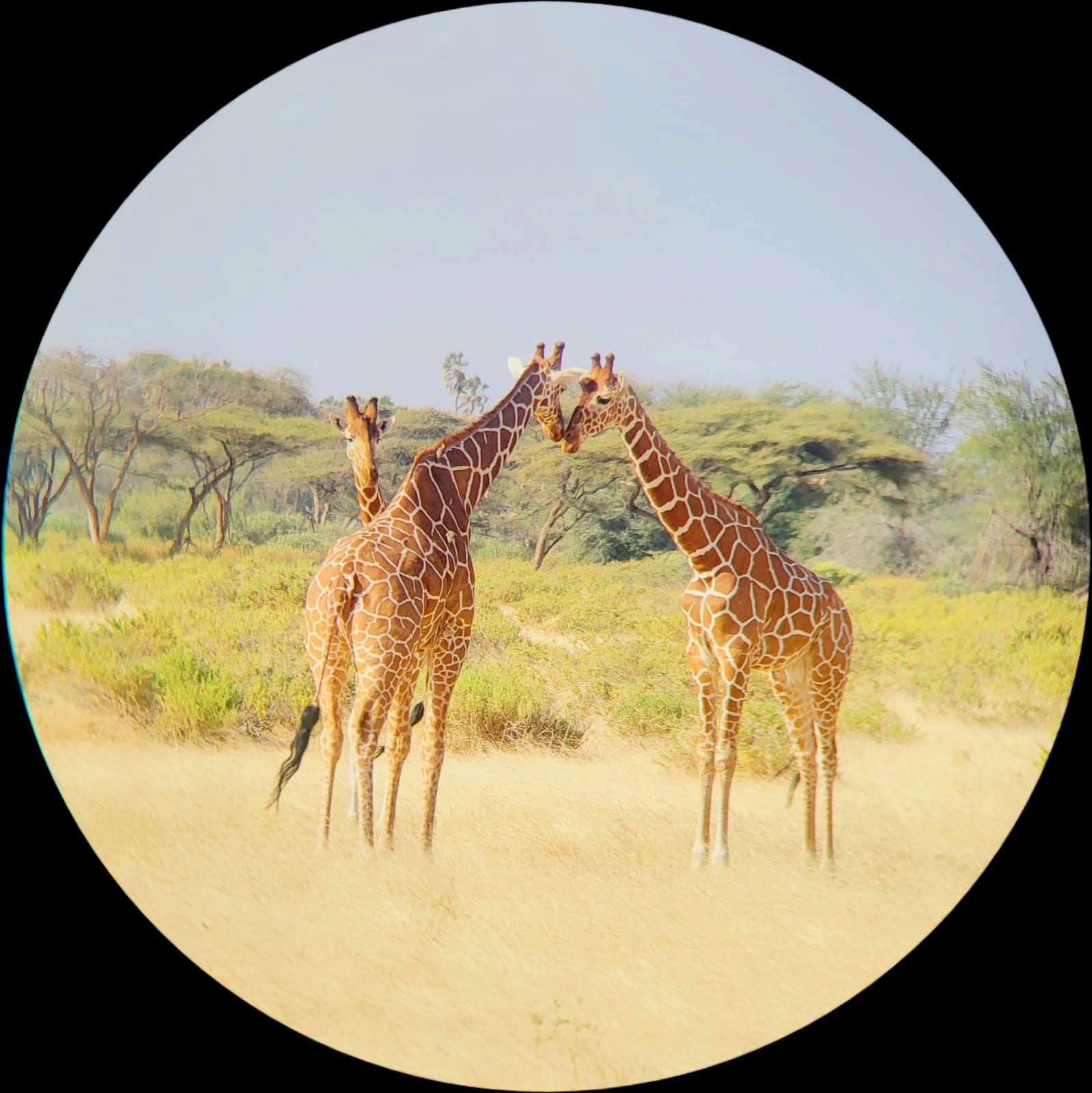 2 POSTO ANNA TERRAGNOLO - "Sussurri d'Africa" 