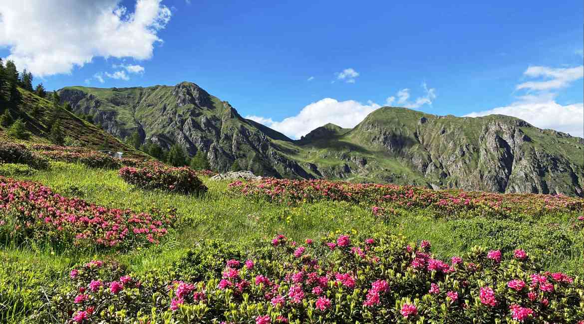 Fioritura Dei Rododendri Sul Lagorai (1)