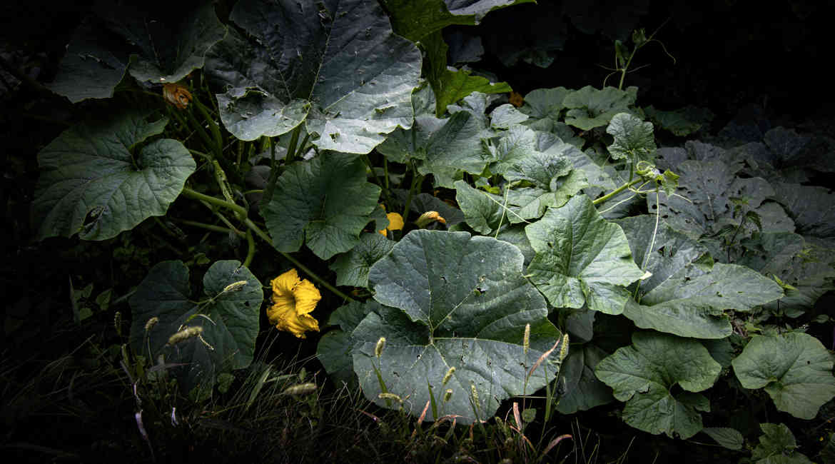 8. AGOSTO ZUCCHE IN LIBERTA' Giorgio Coletti