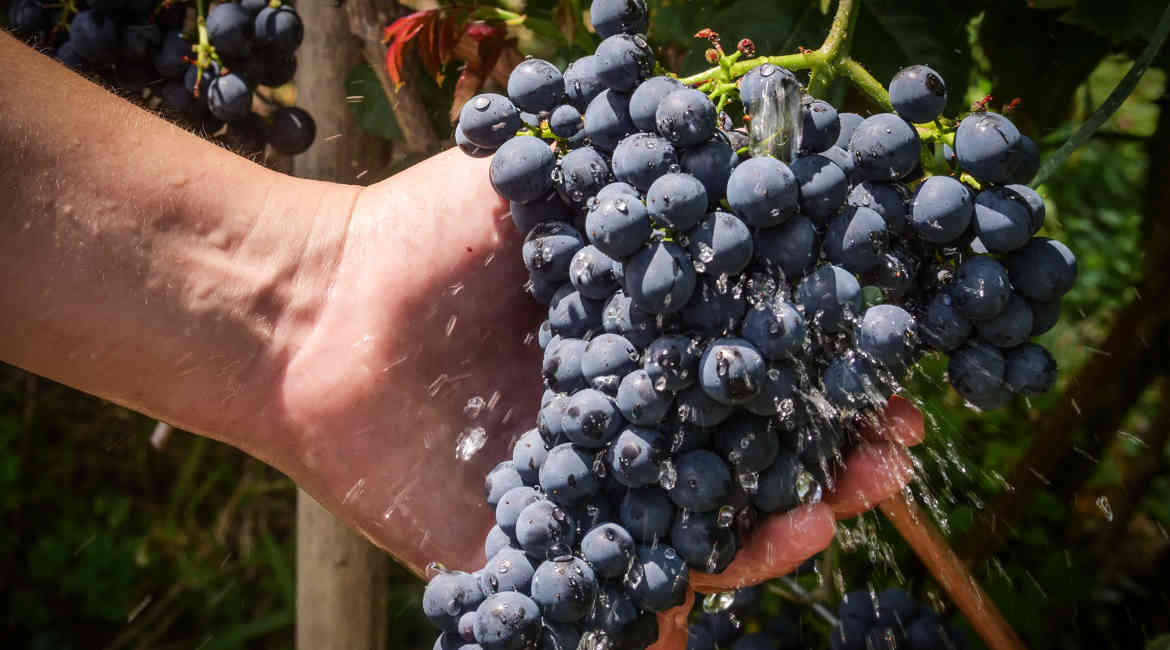 2. FEBBRAIO L'umile PIACERE DELL'orto Gianni Abolis